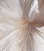 Bespoke Facial SPA Treatment